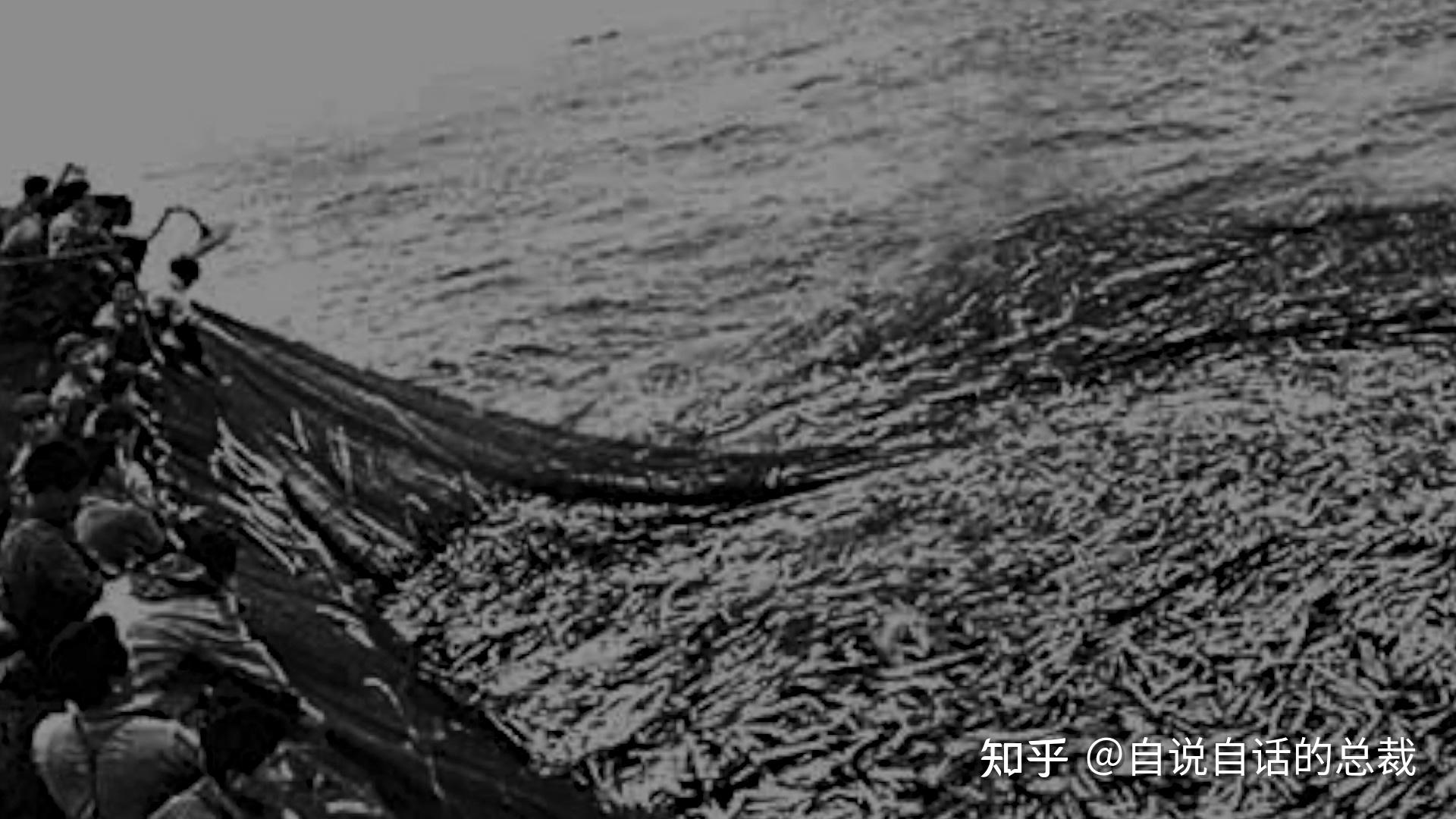 从4毛一斤到价比黄金,300万一条,40年来,大黄鱼到底经历了什么 - 知乎