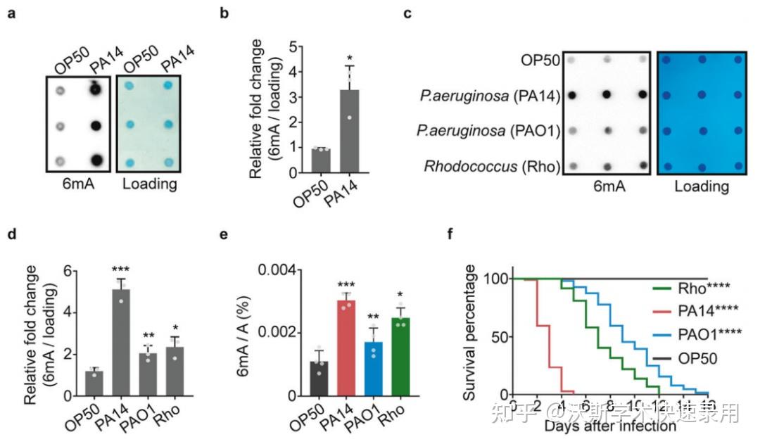 Cell Res | 北京大学揭示DNA 6mA甲基化修饰介导天然免疫调控的机制 - 知乎
