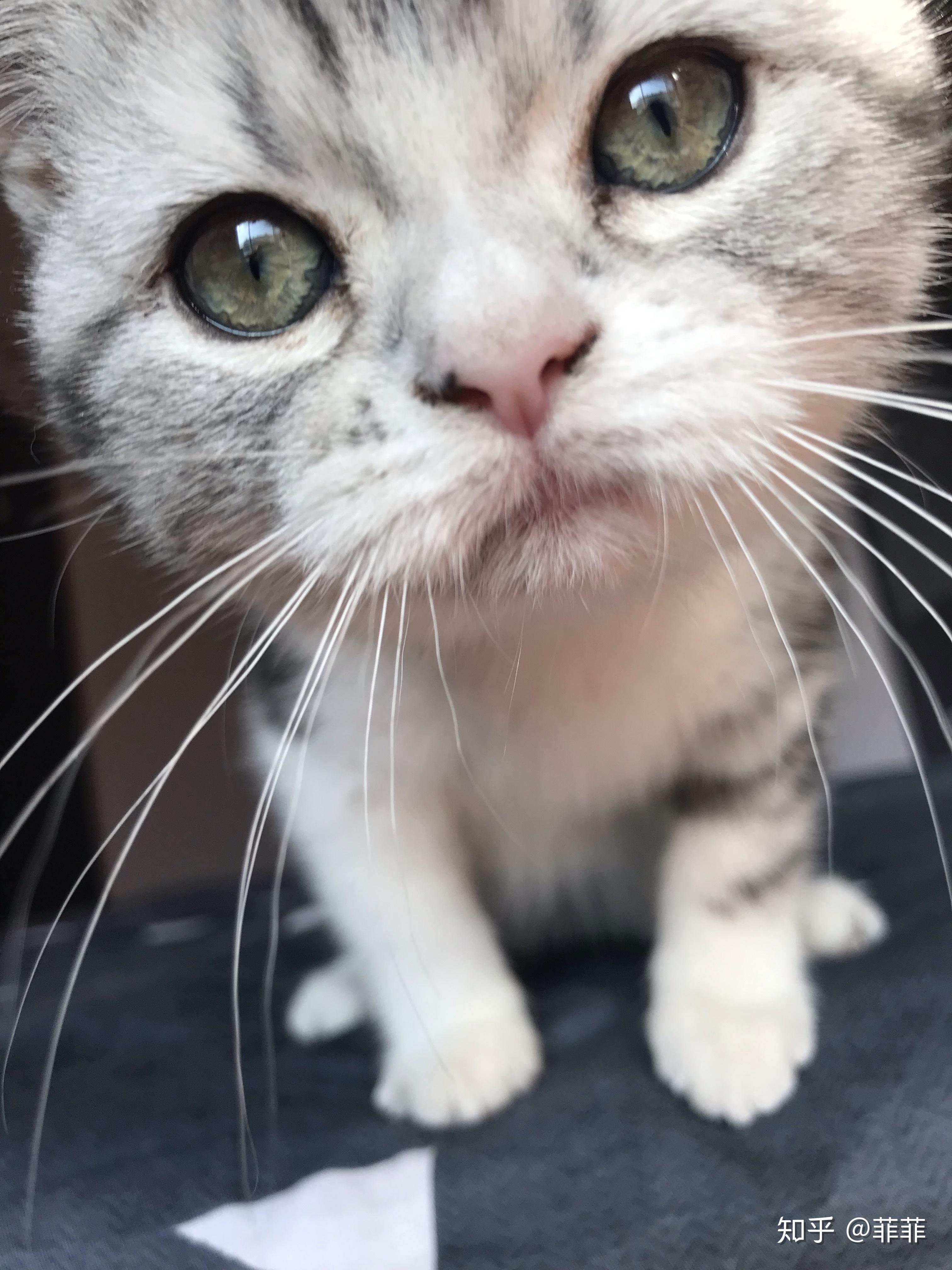 你见过最好看的猫长啥样