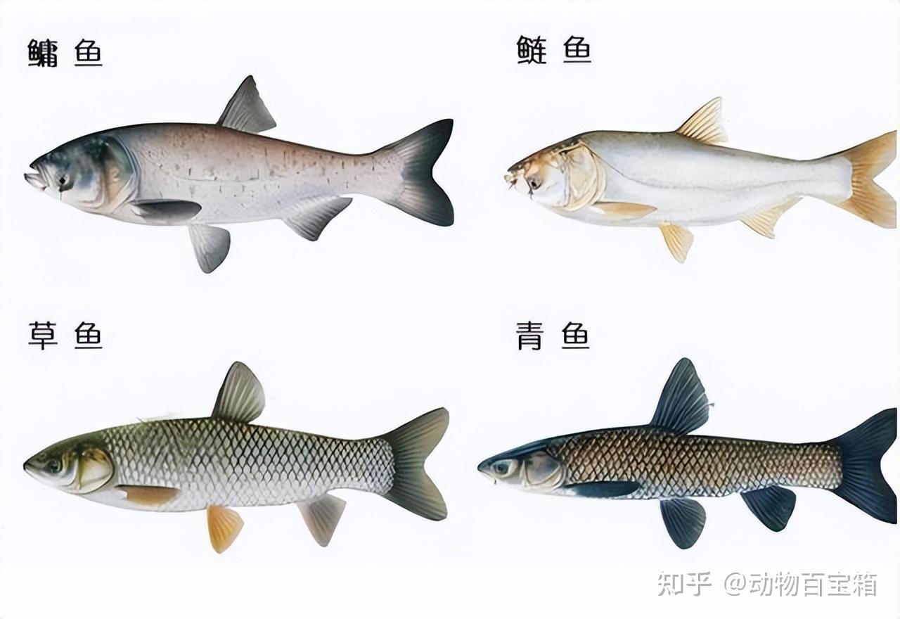 体大味美的青鱼,为何会有“索命鱼”之称?它究竟可怕在哪里 - 知乎