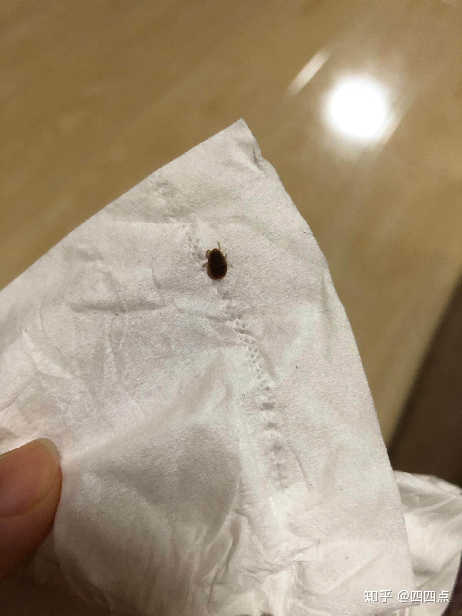 这是什么虫子,圆圆扁扁的,会吸血吗?