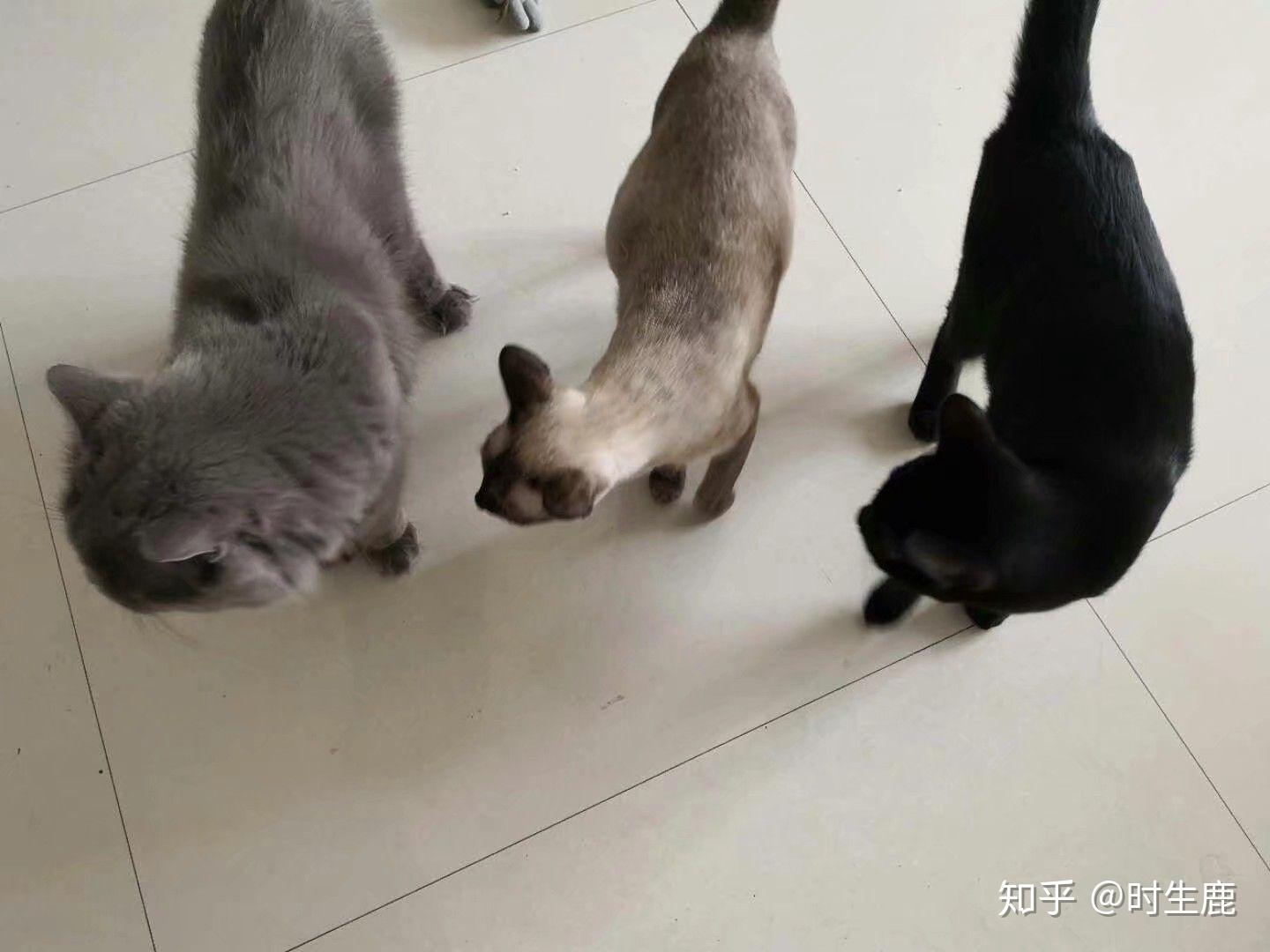 暹罗猫和蓝猫生的猫宝宝什么样? - 知乎