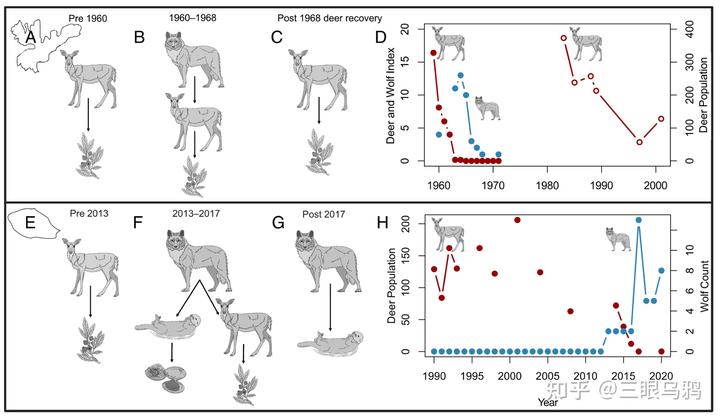 如果将 20 只狼和 500 只鹿放进同一孤岛，最后谁能活下来？
