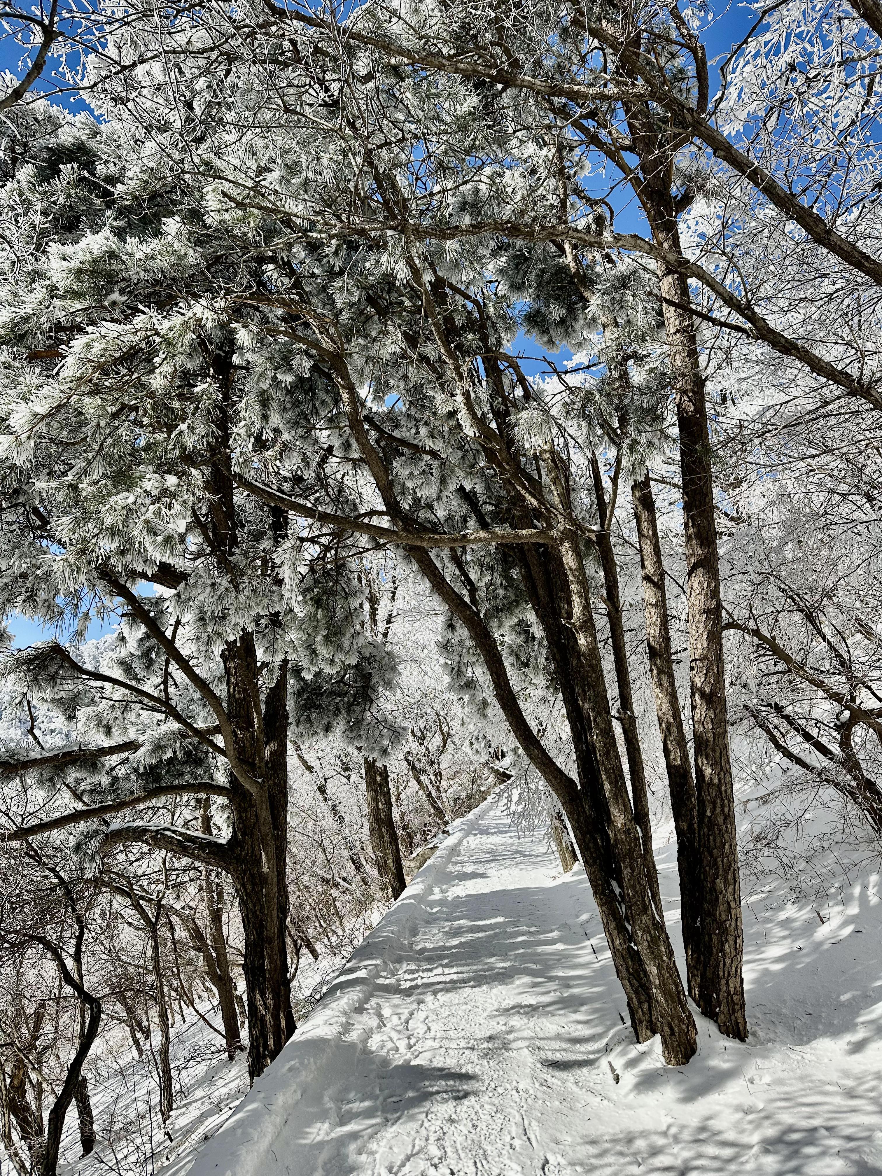 最美的照片雪景图片