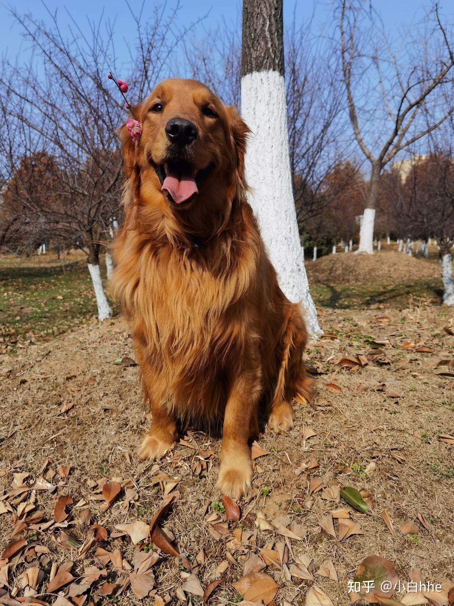 大家可以帮我瞅瞅这是纯种的枫叶红金毛宝宝吗? - 知乎