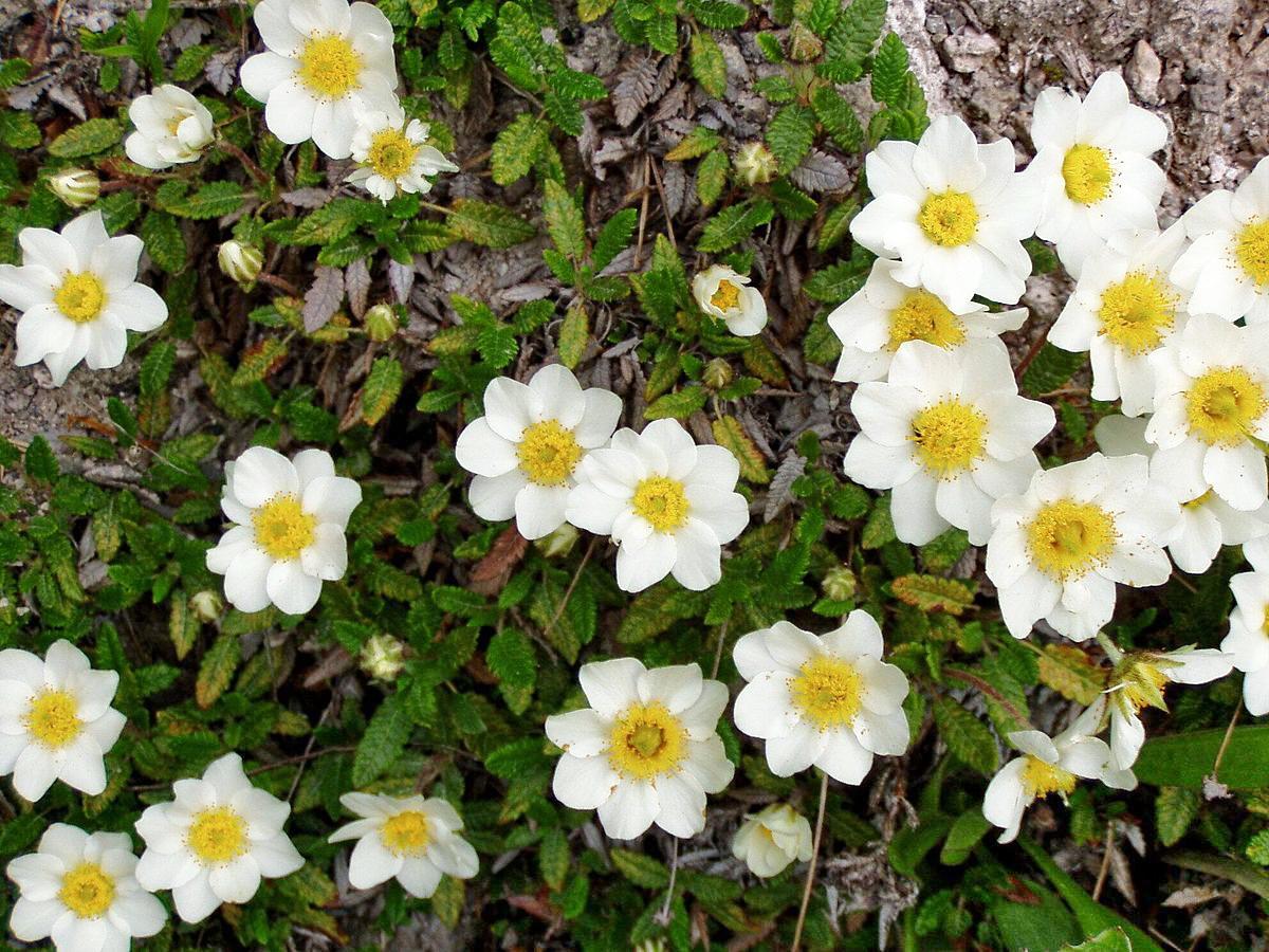 南极跟北极有什么植物?