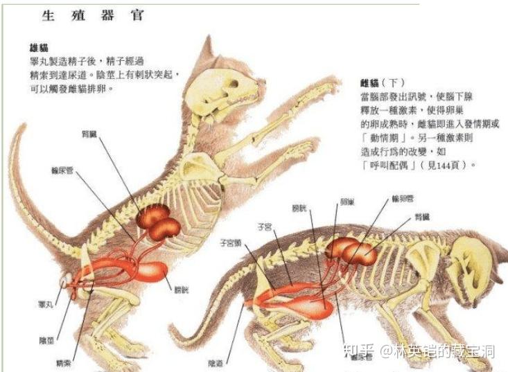 猫肠道解剖图图片