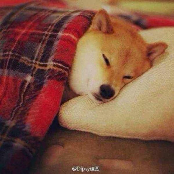 昨晚阿法狗给我托梦了