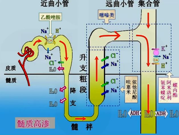 药理学03-4:利尿药(diuretics)和脱水药(dehydrants) - 知乎