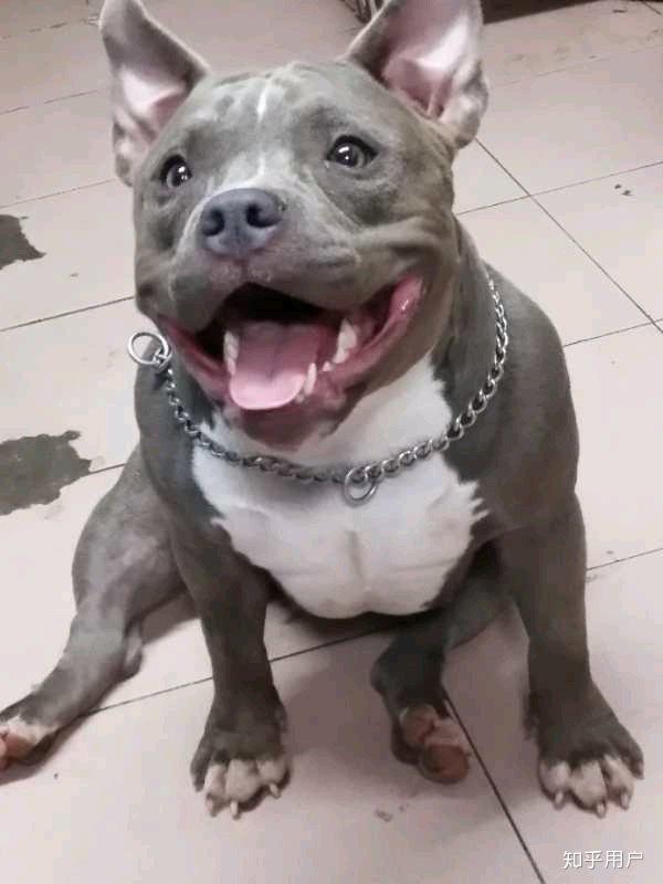 恶霸犬为什么要裁耳? - 知乎