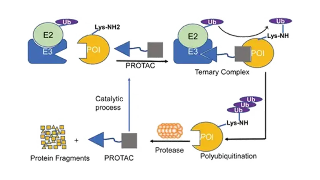 干货收藏！PROTAC技术详解 - 知乎