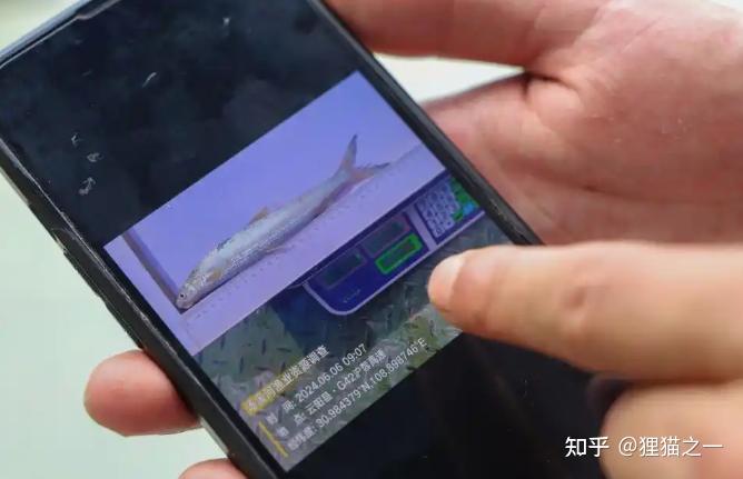 号称“长江最神秘的生物”!鳤鱼重现江湖,长江禁渔再次立奇功! - 知乎