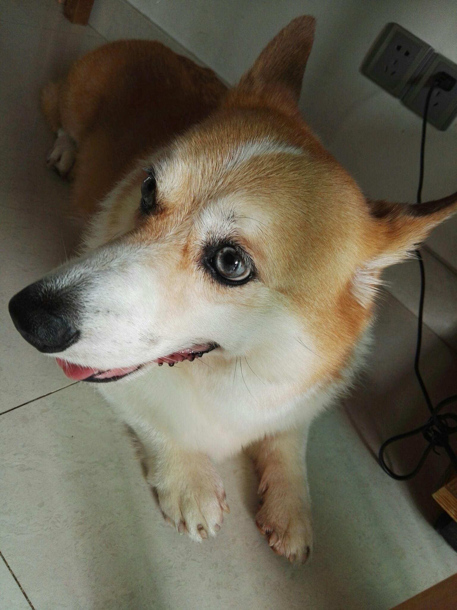 柯基的蓝眼睛是如何变化的