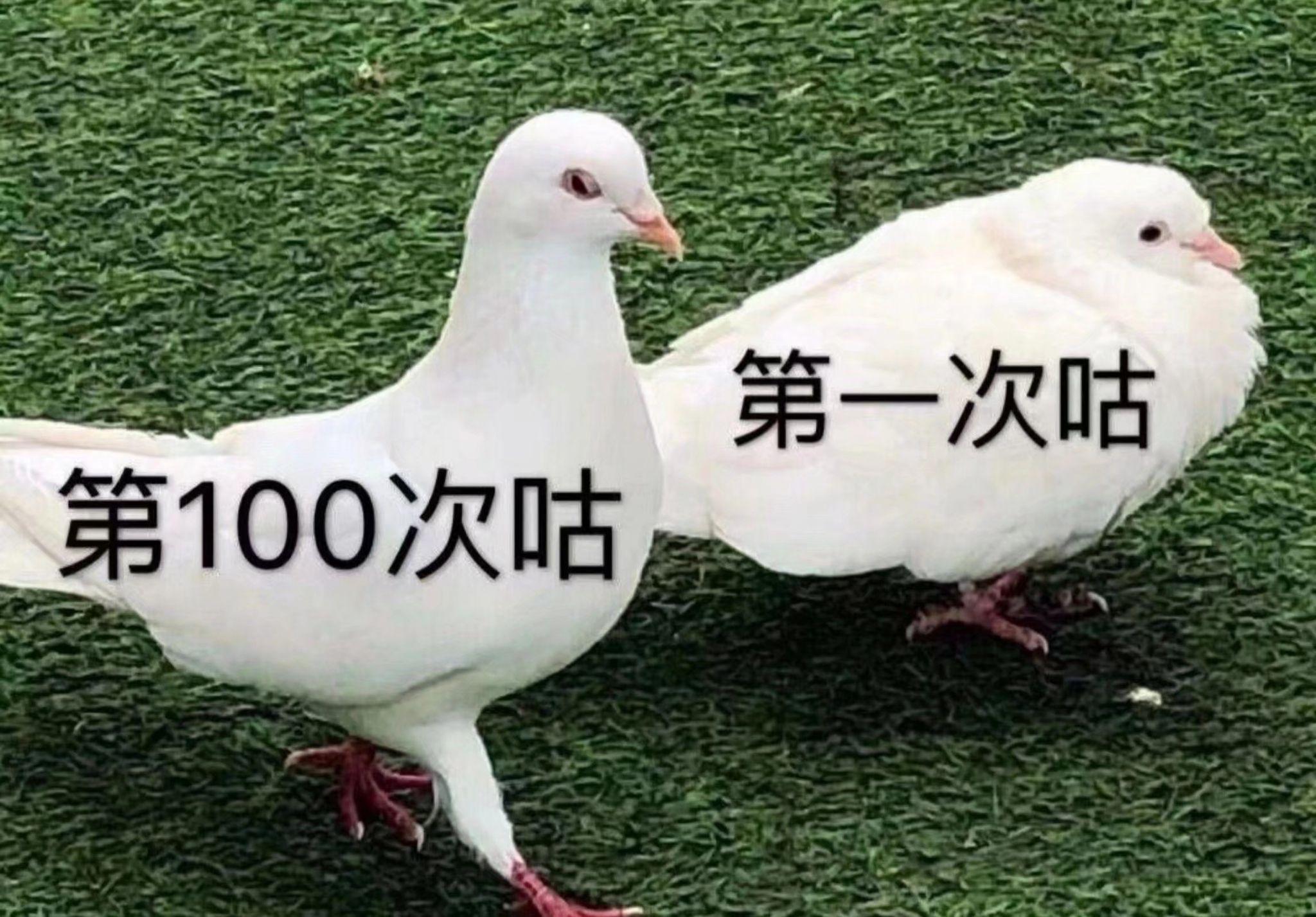 请问有没有哪些适用于写手经常咕咕咕那种的表情包