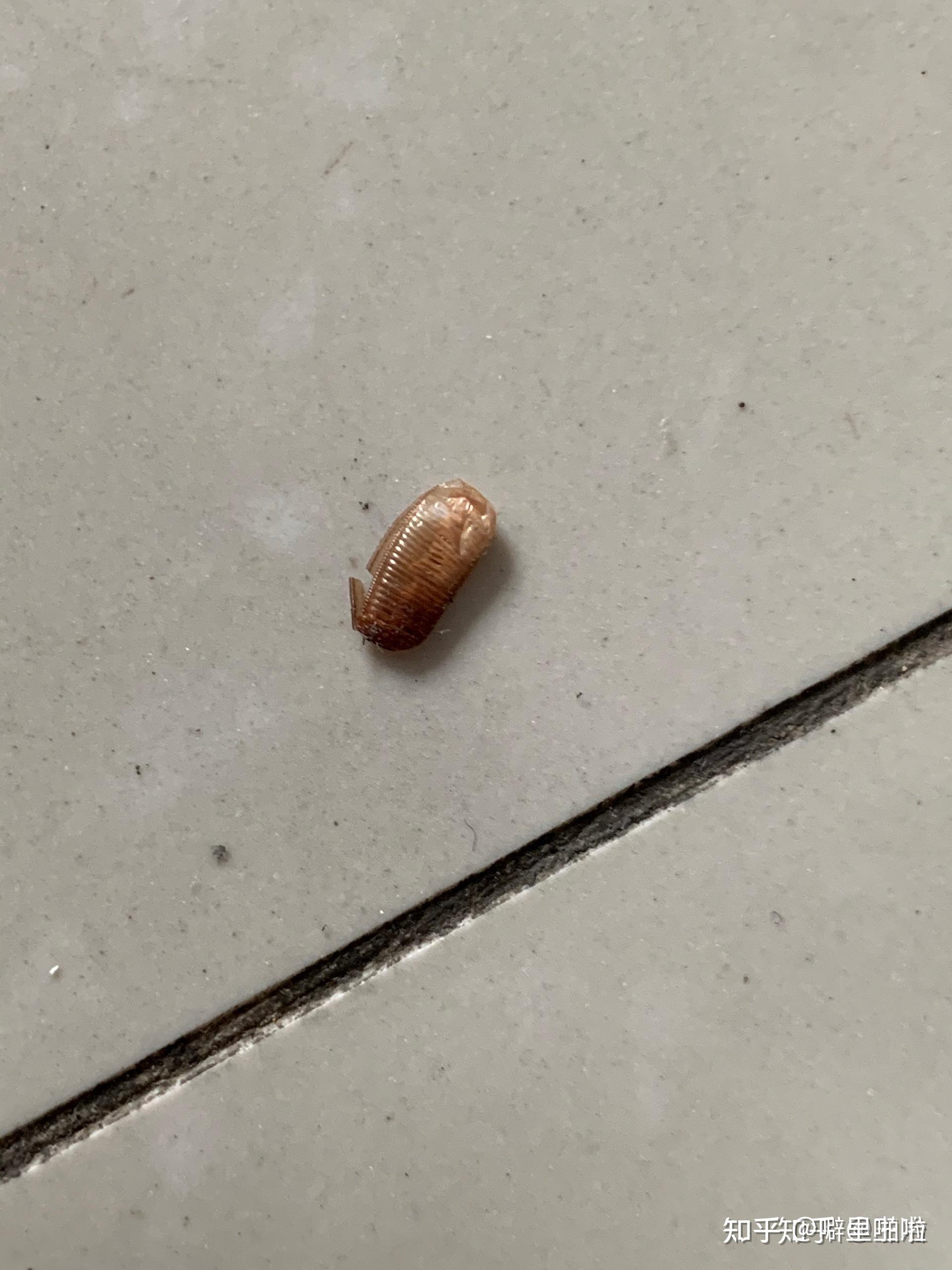 抽屉的边角有红泥请问这是蟑螂粪吗 周围有几个小黑点?