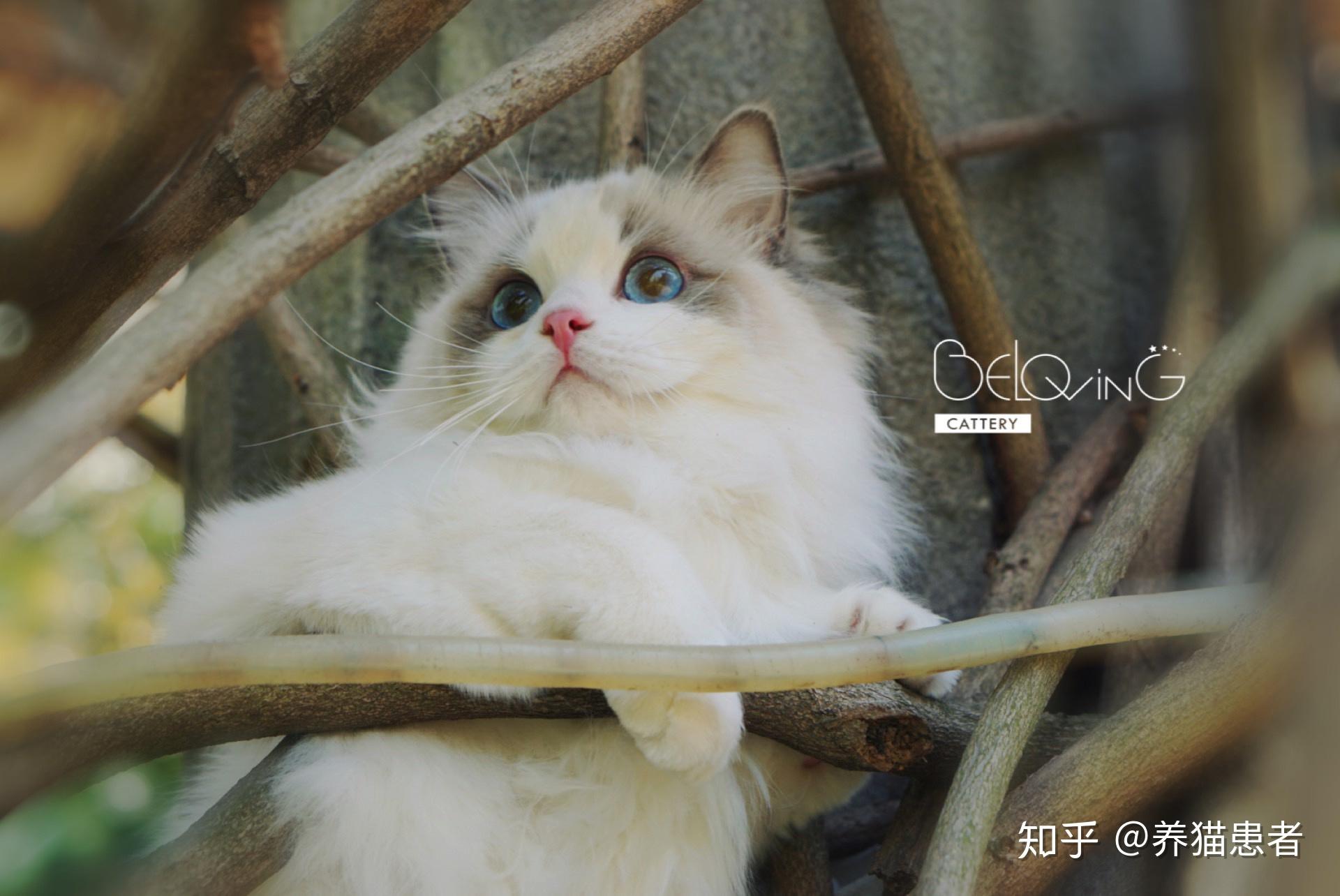 布偶猫梵色图片