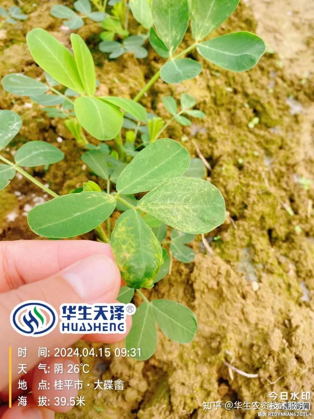 春花生蓟马别忽视虫小危害可不小