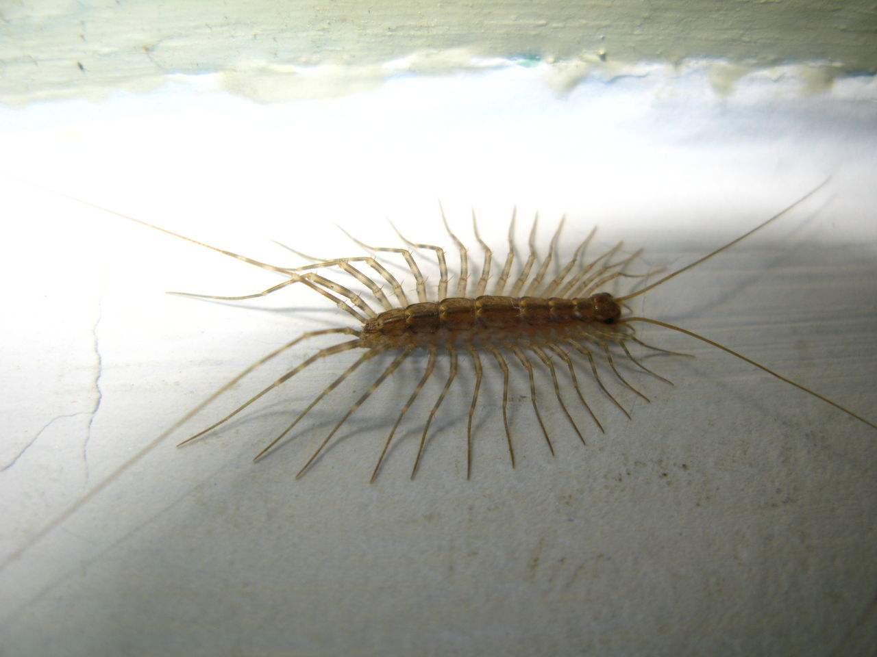 家里出现类似蜈蚣的多脚虫,请问是什么虫?如何预防呢?