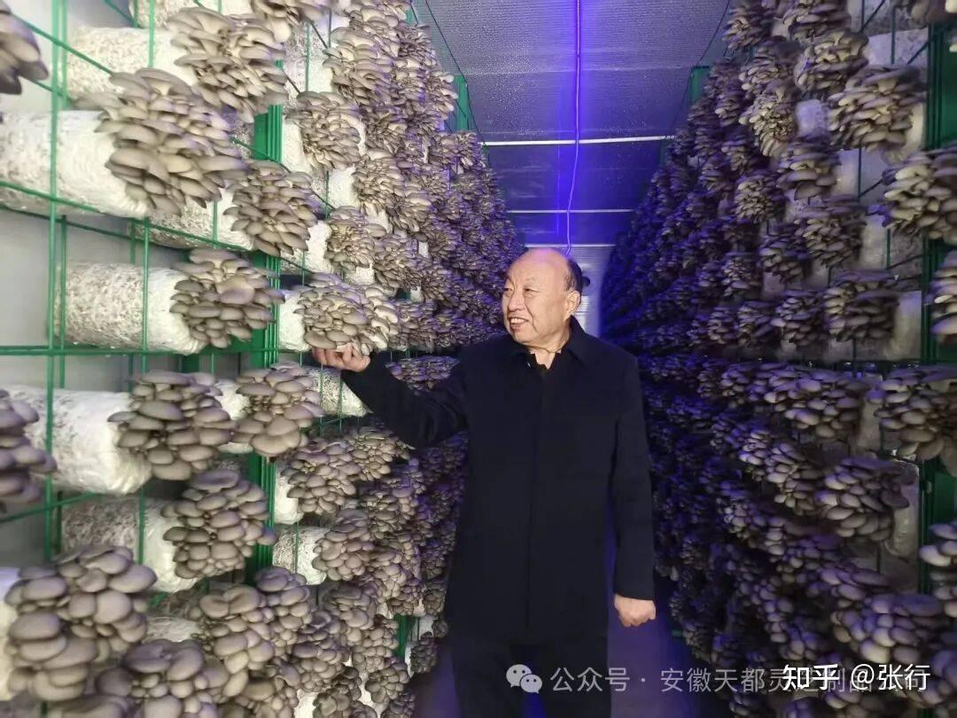 丁伦保教授带队参加合肥市食用菌协会年会暨智能化方舱开园活动 - 知乎