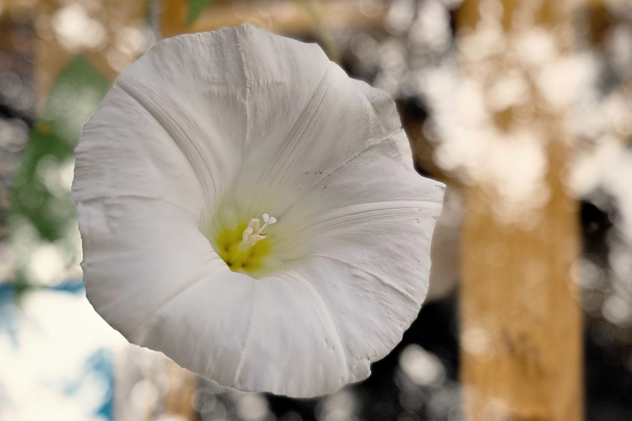 映山红什么时间开花