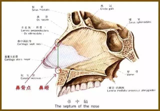 前鼻孔在哪个位置图片图片