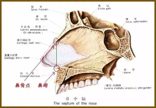鼻前棘骨折损伤程度鉴定之我见