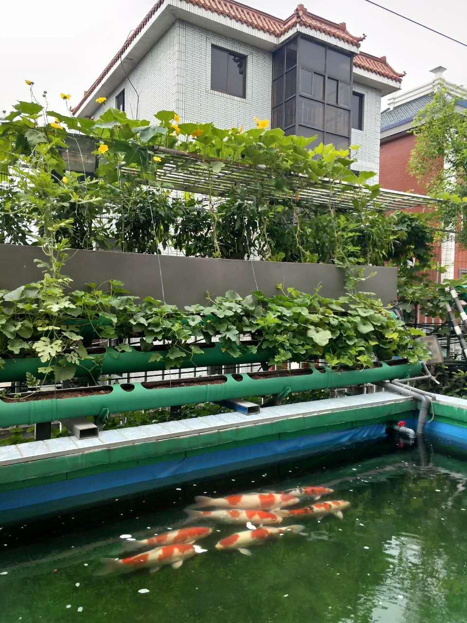 自己建设鱼菜共生系统的话技术难点有哪些