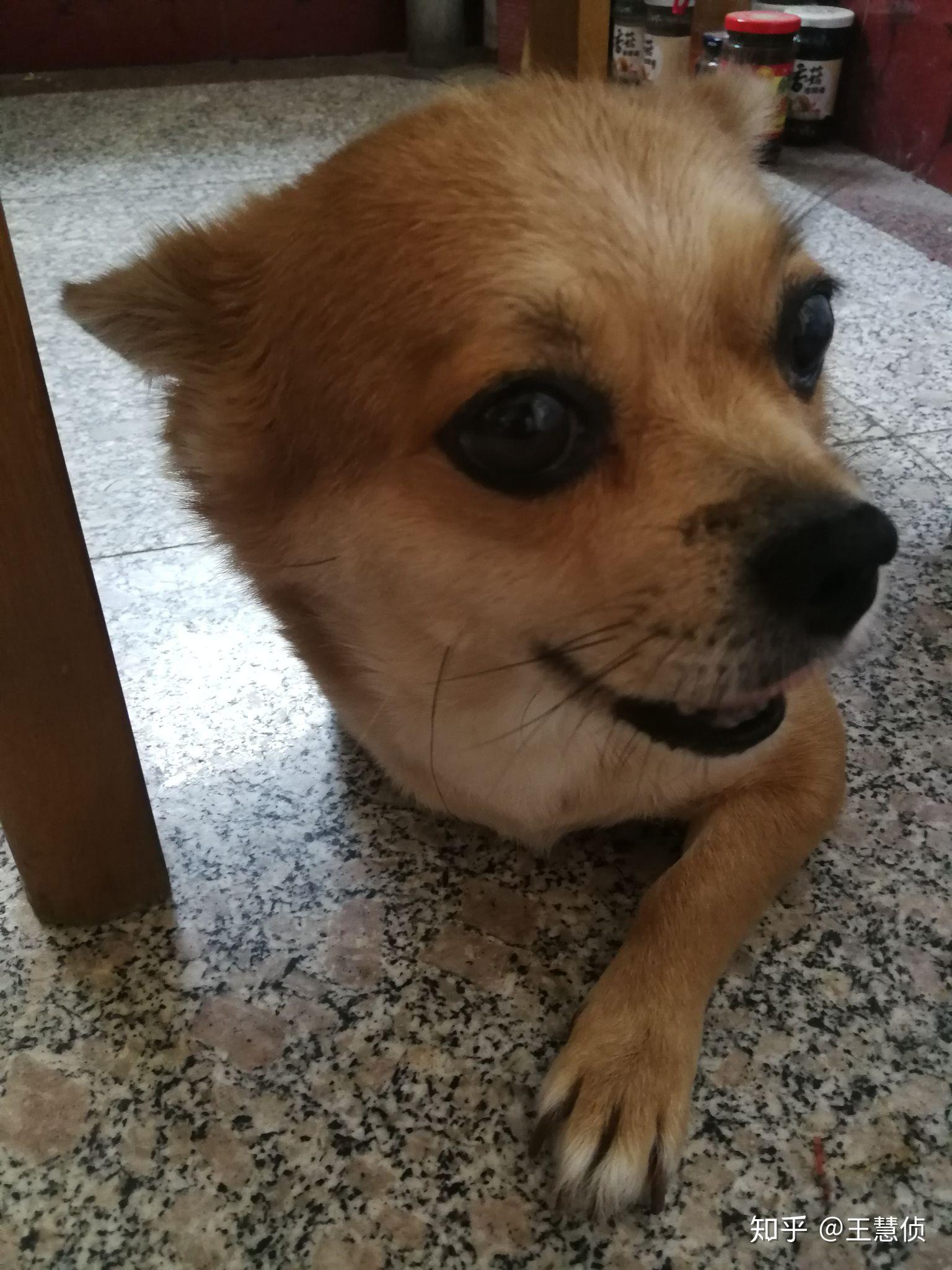 土狗吉娃娃长什么样子