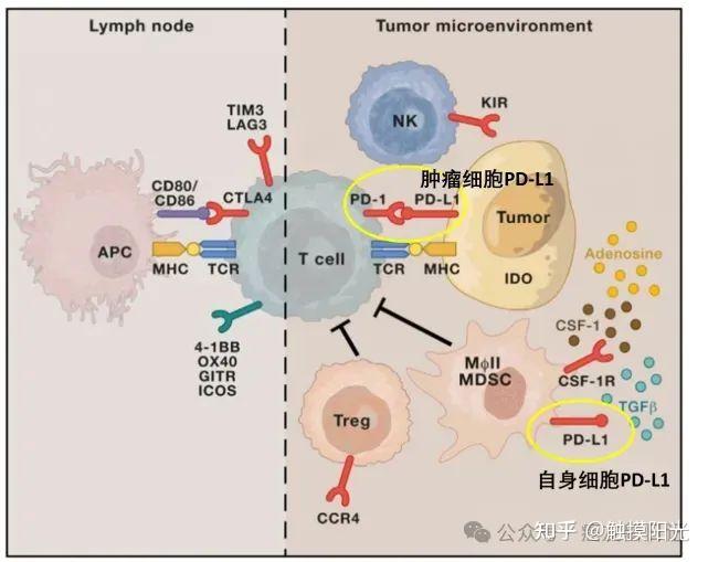 PD-1与PD-L1有啥区别 - 知乎