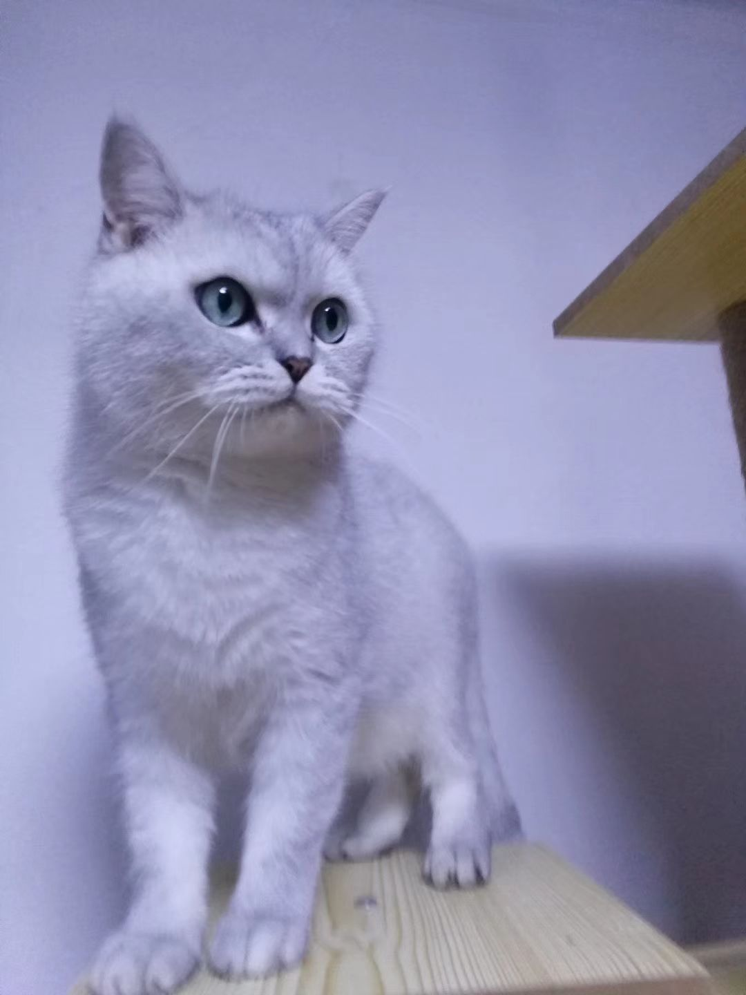 怎么判断家里两只猫的地位高低? - 知乎