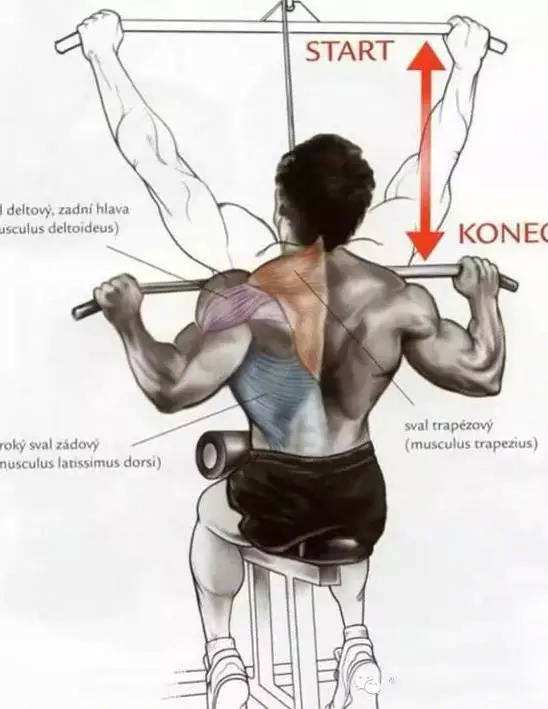 引体向上如果背部肌肉比较弱是不是应该先练背阔肌再去做引体向上