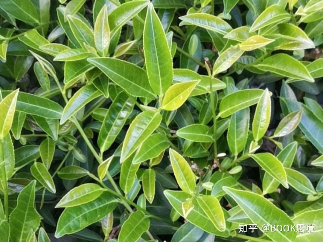 名茶大红袍是什么种类的茶叶?