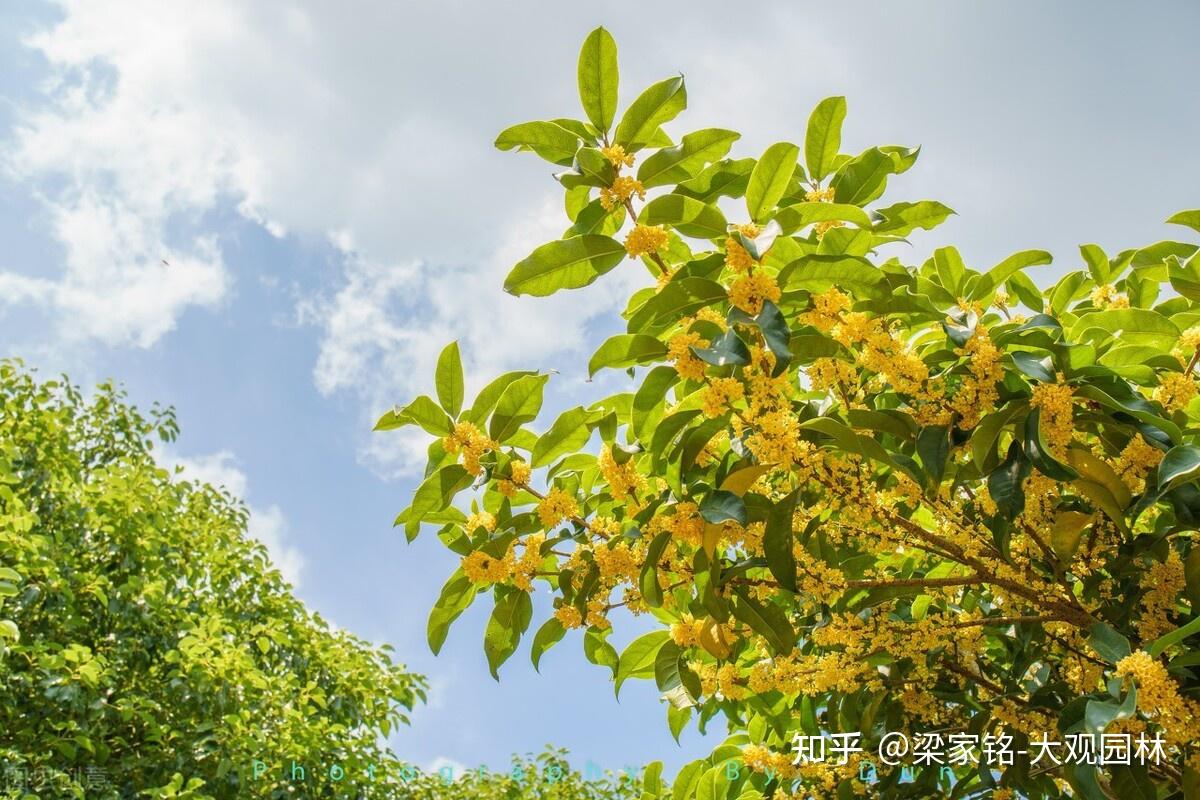 你了解月桂树吗? - 知乎