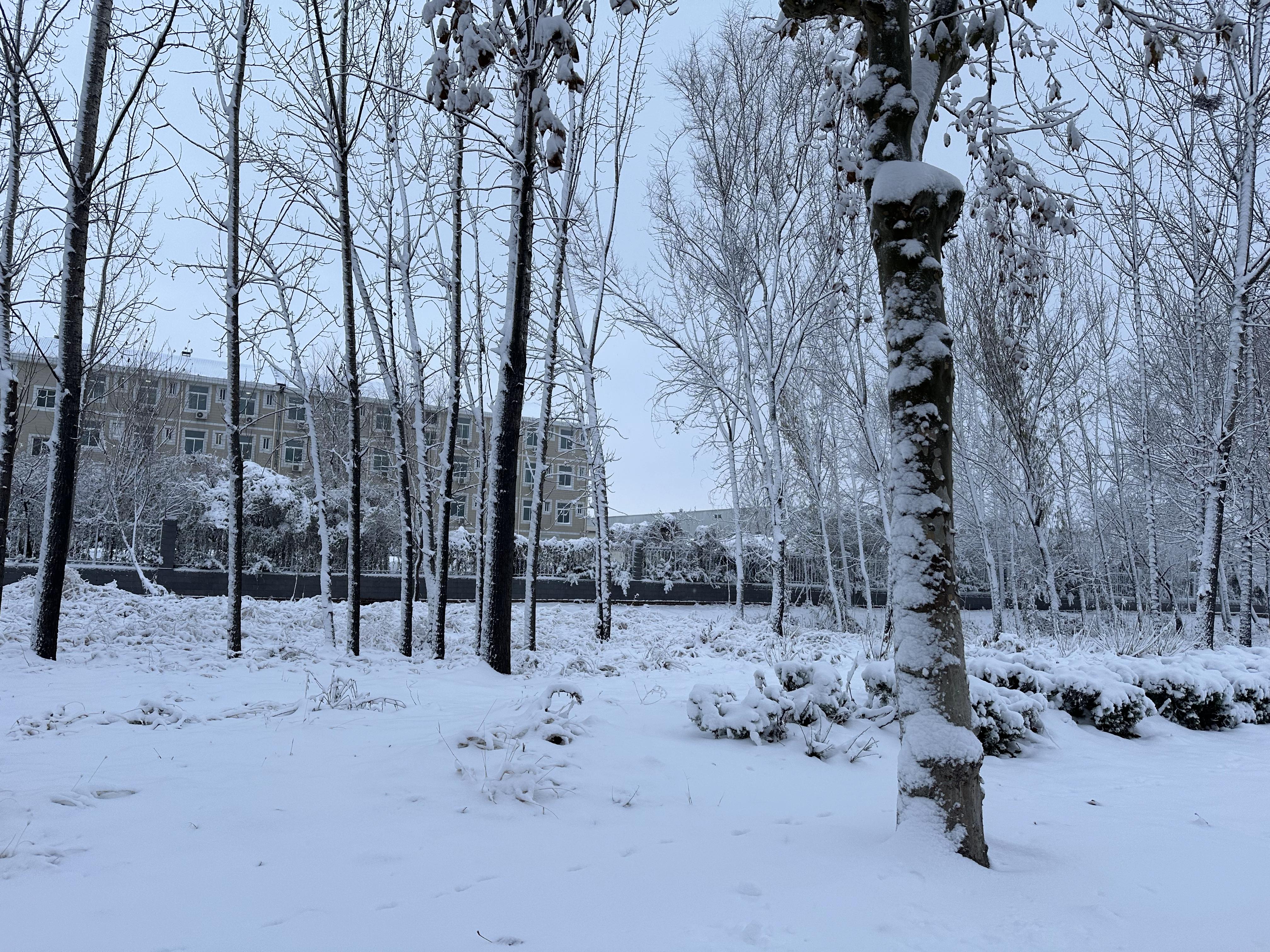 真实城市雪景图片图片