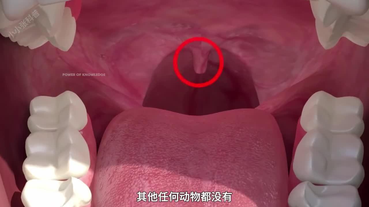 被人们忽视的小器官它竟然能起到大作用悬雍垂人体