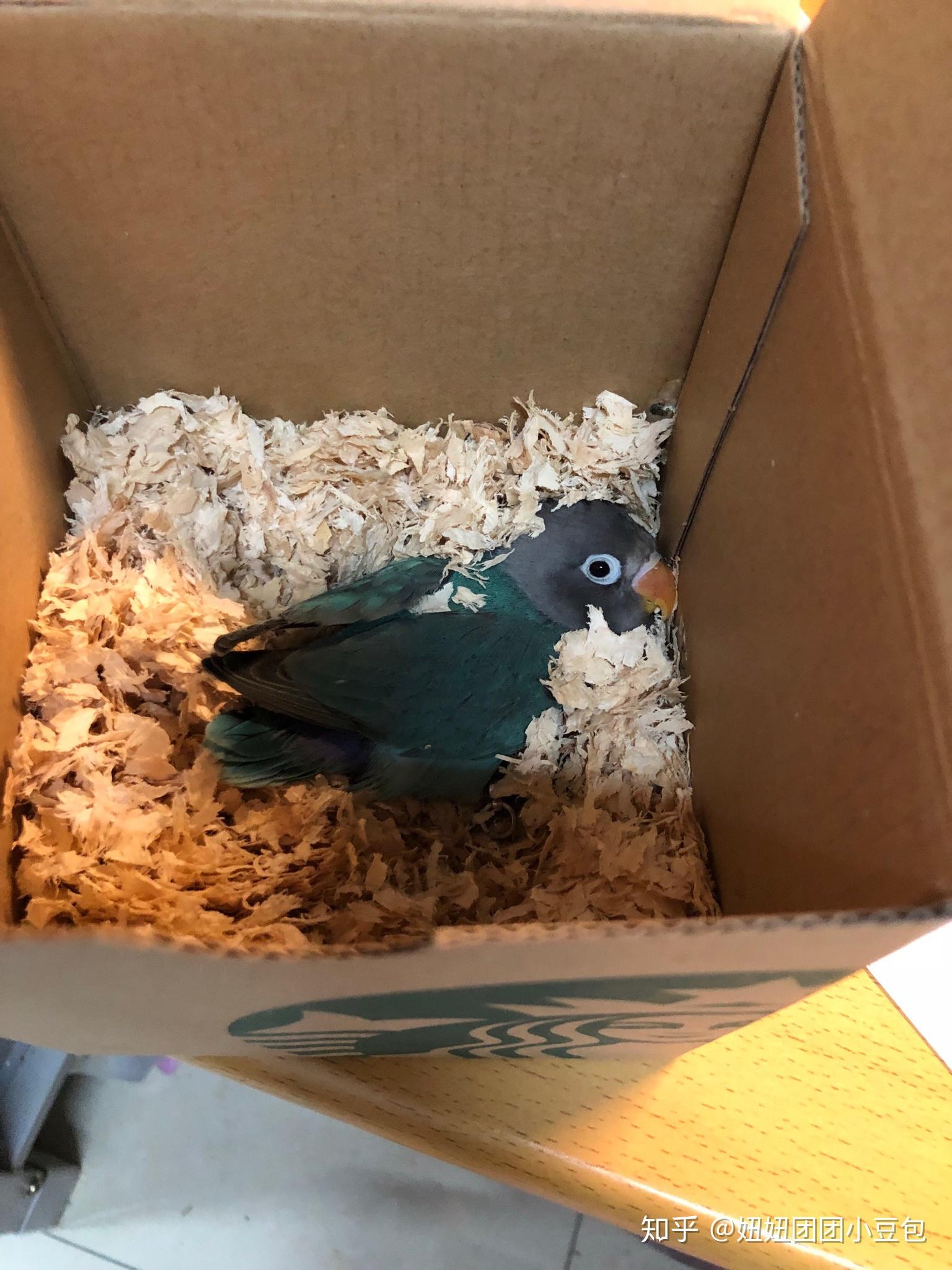 刚到了一对牡丹鹦鹉二十多天的雏鸟一只不怕我了喂食也肯吃但另一只挺