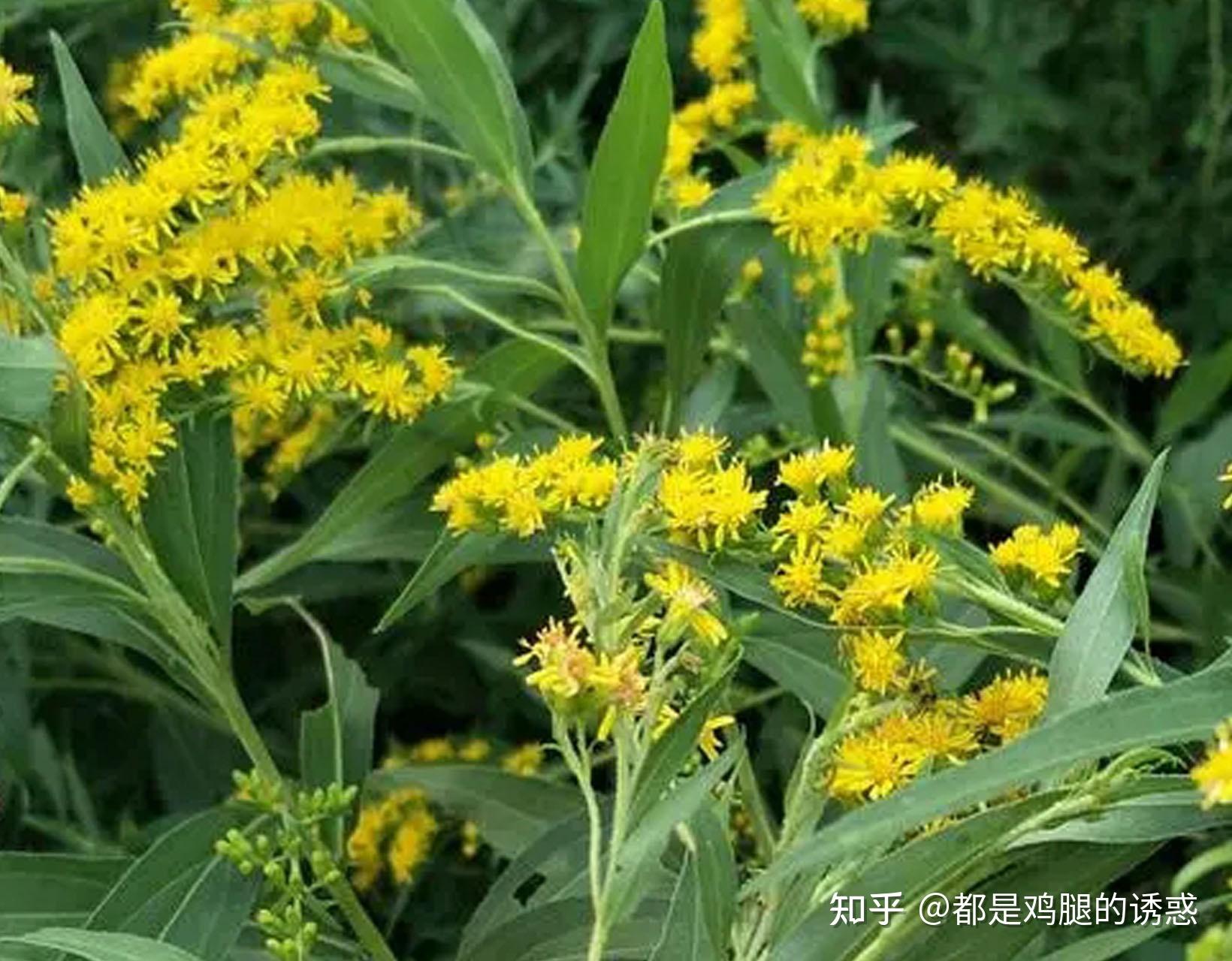 從生物學角度看加拿大一枝黃花是如何讓其他植物消亡的