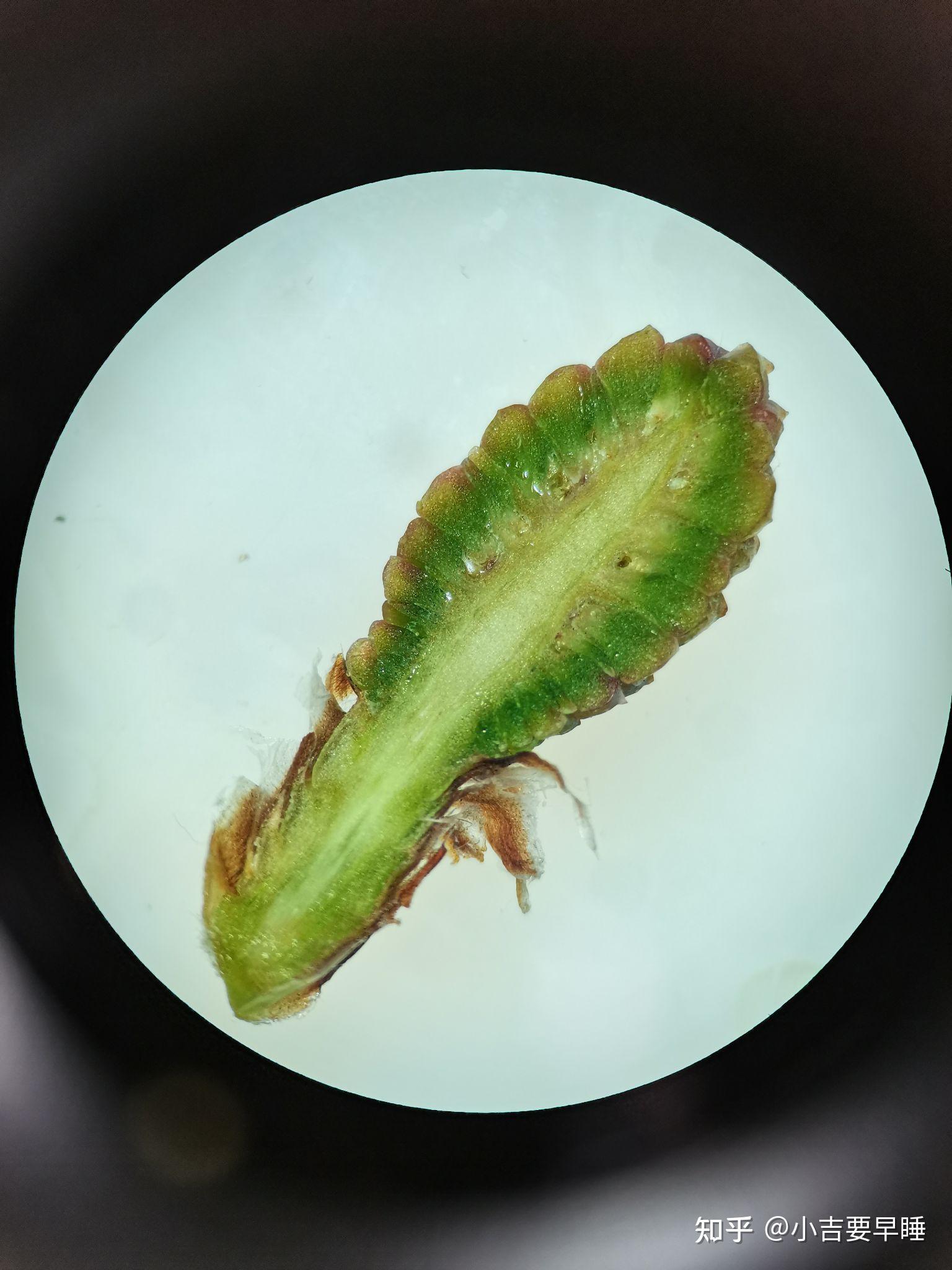 油松大孢子叶球纵切图? - 知乎