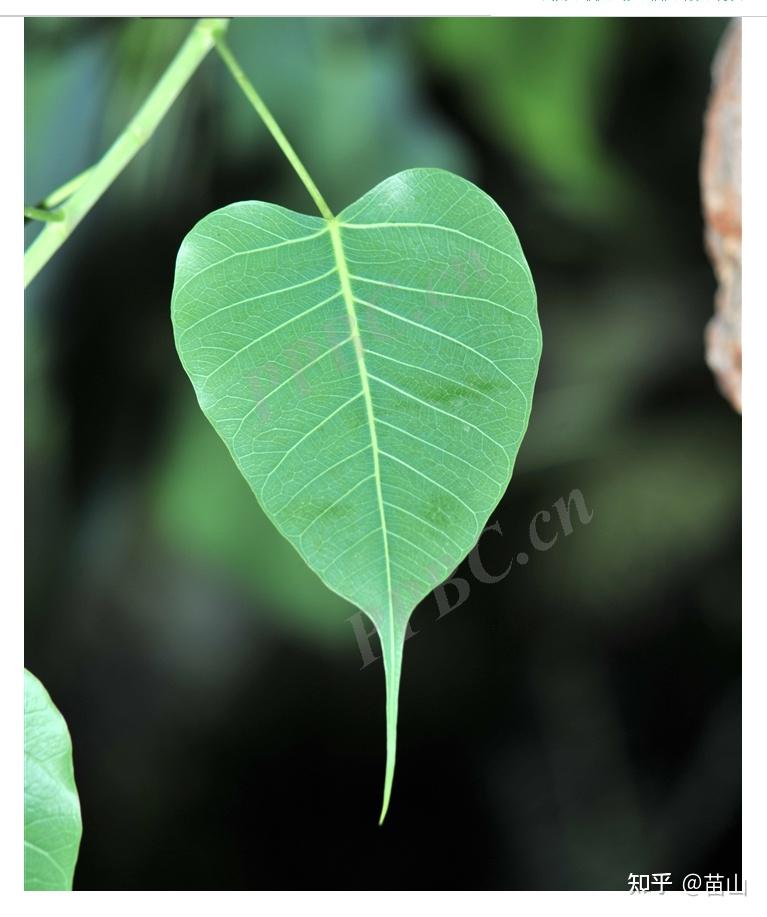 请问这是什么树的叶子呢? - 知乎