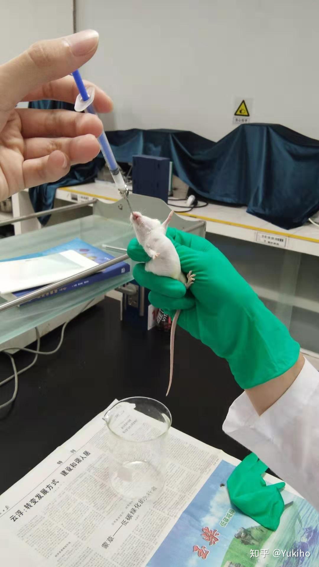 医学生是怎样做到徒手抓小白鼠做解剖的