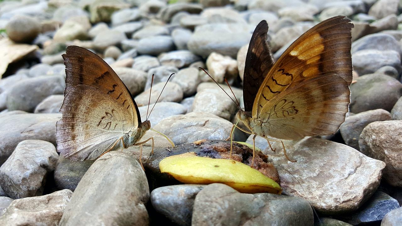 蝴蝶寓言：勇敢面对挑战的力量