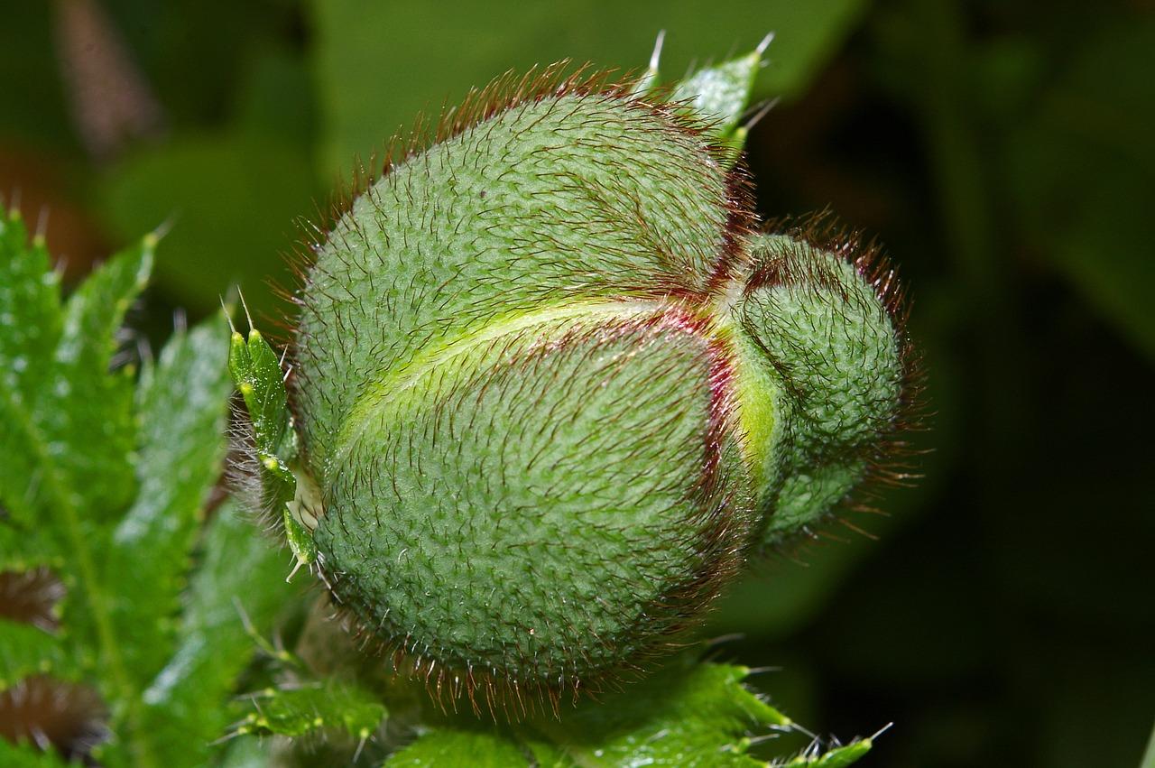5. 芽苗营养搭配