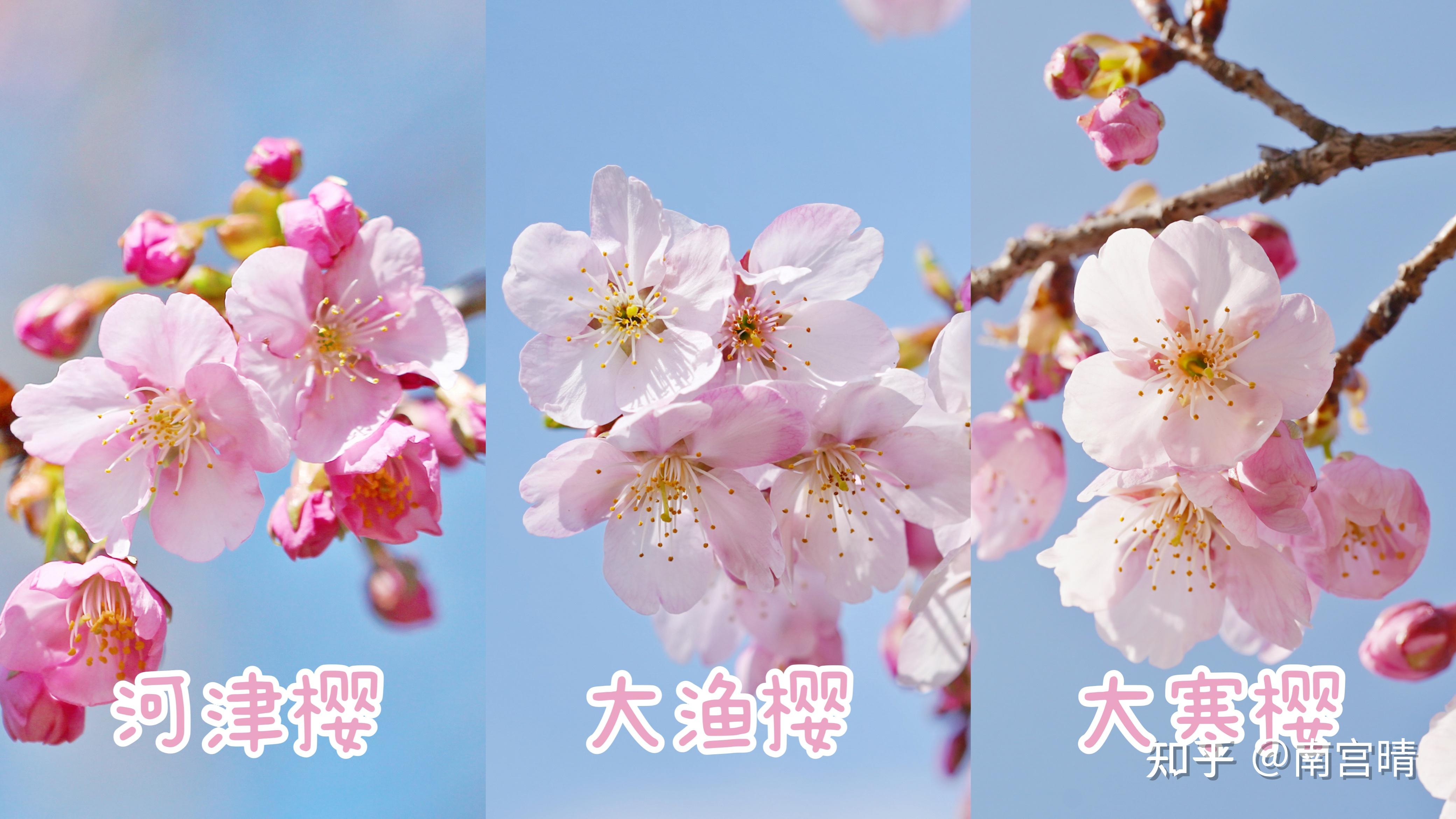 春季常见樱花有哪些?如何区分早樱、中樱、晚樱? - 知乎