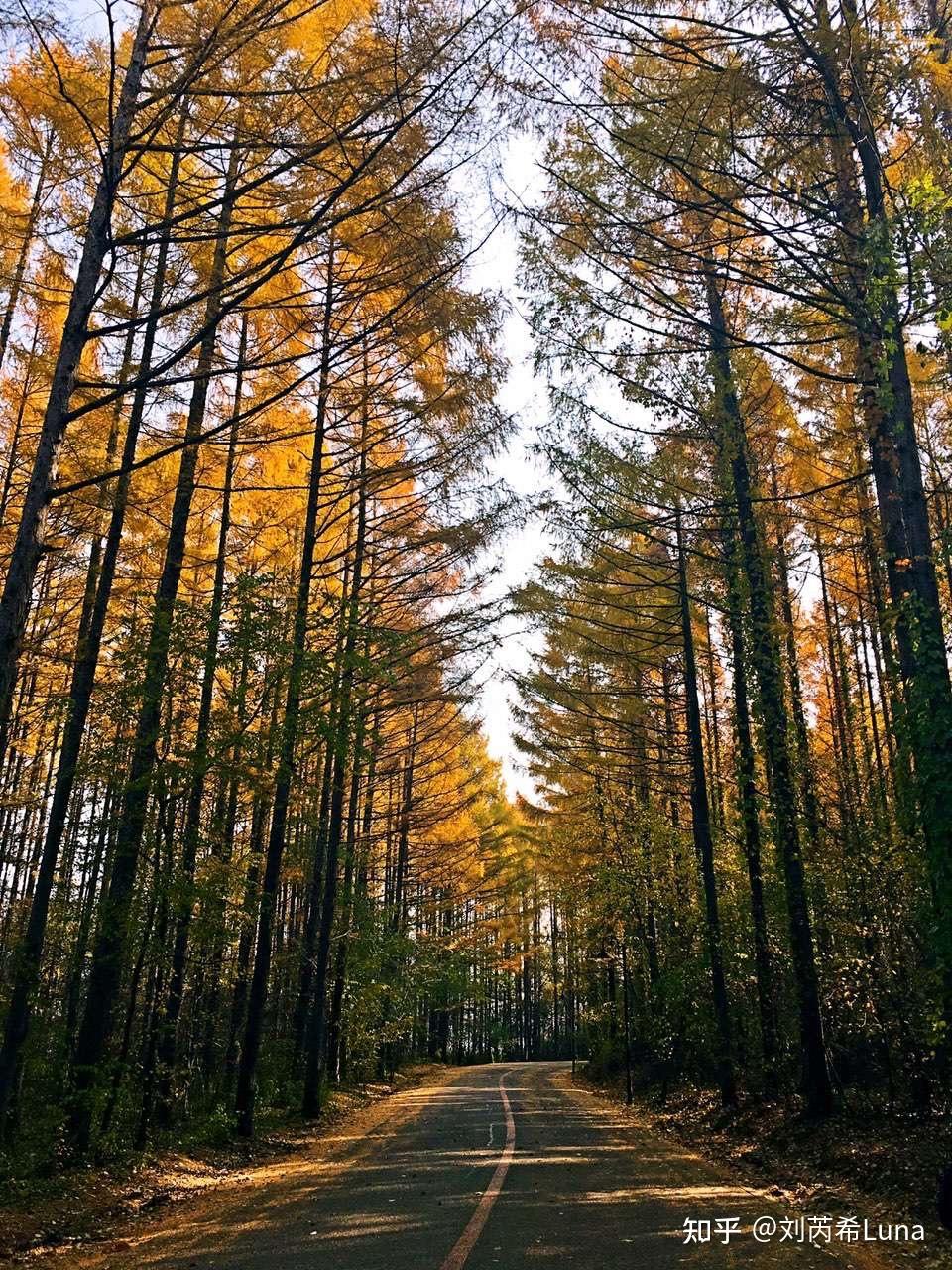 在中国的秋天有哪些好看的落叶林或林荫大道? - 知乎