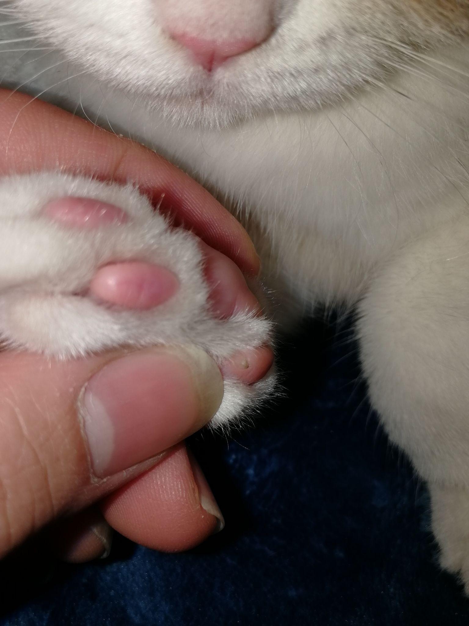 猫肉垫长了指甲样的东西是怎么回事? - 知乎