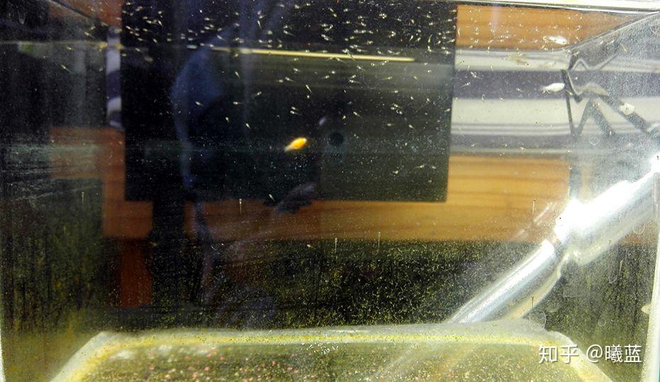 斑马鱼产好卵以后就不用管了吗