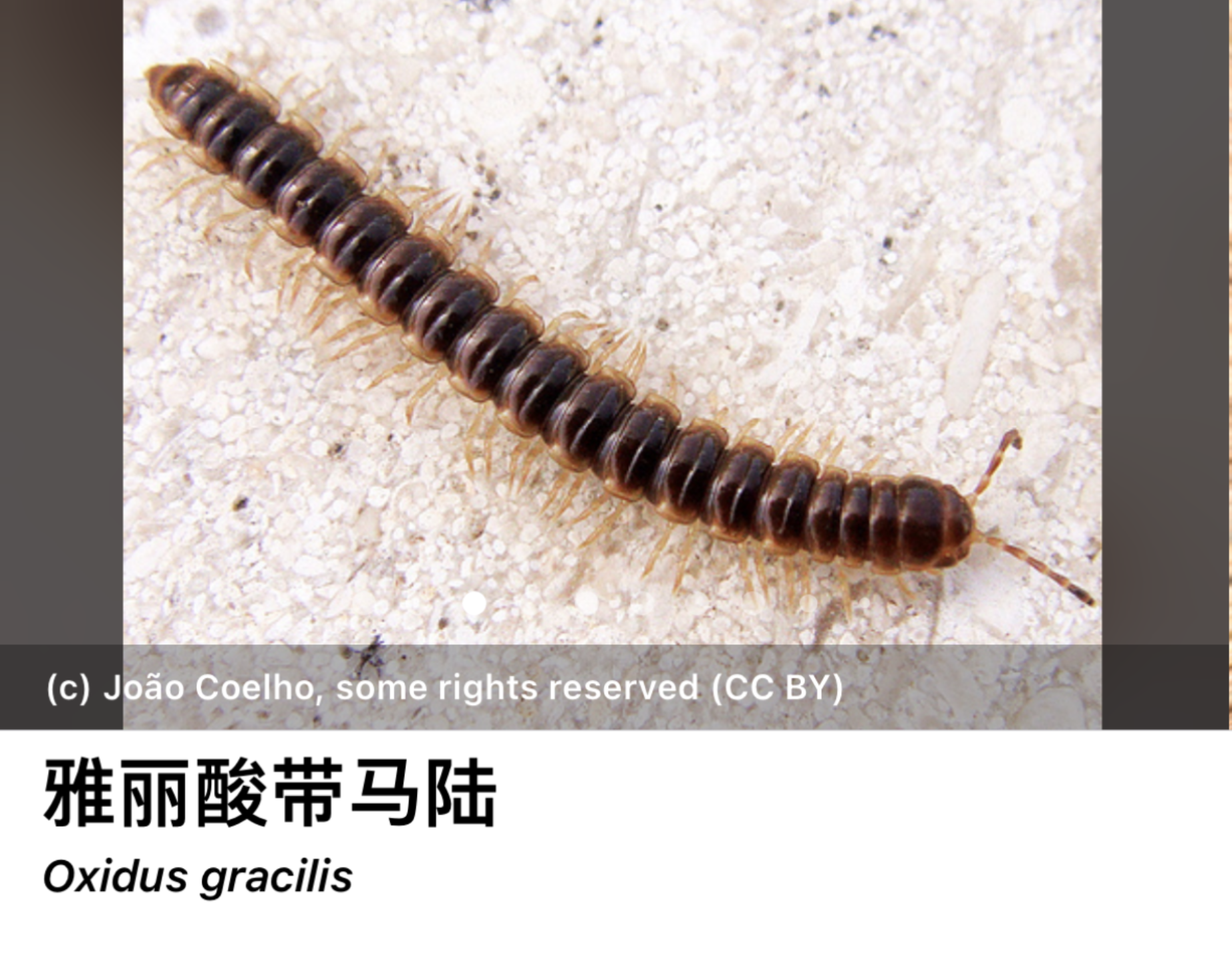 家里出现了细黑色长条多脚的虫,具体外观如下,请问这是什么虫子?