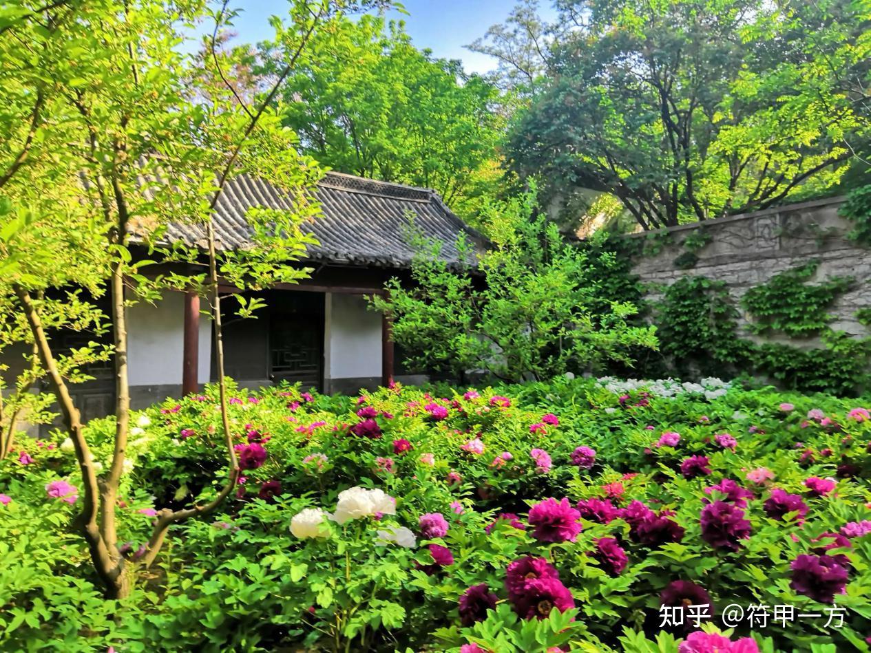 别墅的院子里适合种什么植物？ - 知乎