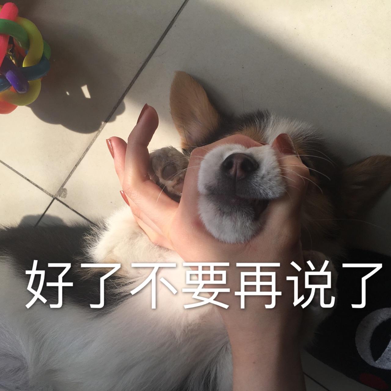 养一只柯基是怎样的体验