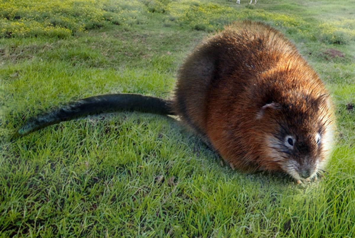 山西长治发现国家一级保护动物麝鼠,对该物种你有哪些了解? - 知乎